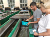 Роза Хутор восстанавливает популяцию черноморского лосося, фото 5 - круглогодичный курорт «Роза Хутор»