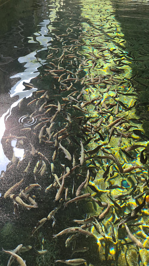 Роза Хутор восстанавливает популяцию черноморского лосося, фото 2 - круглогодичный курорт «Роза Хутор»