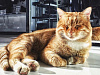 «Роза Хутор» позаботится о беспризорных котиках, фото 1 - круглогодичный курорт «Роза Хутор»